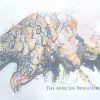 pangolin-white-1-1080×675